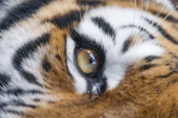 Framed Print : Eye of the tigress Framed Print : Eye of the tigress