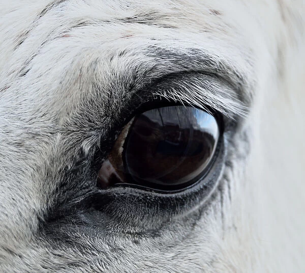 Eye white horse