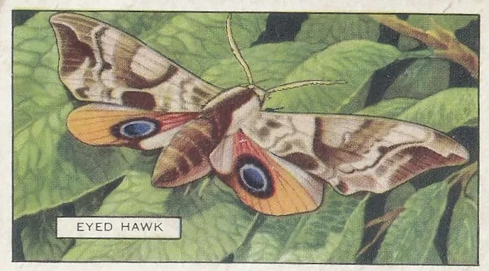 Framed Print : Eyed Hawk Moth, Butterflies and Moths series, Gallaher Collectible Tobacco Card, 1938 Framed Print : Eyed Hawk Moth, Butterflies and Moths series, Gallaher Collectible Tobacco Card, 1938