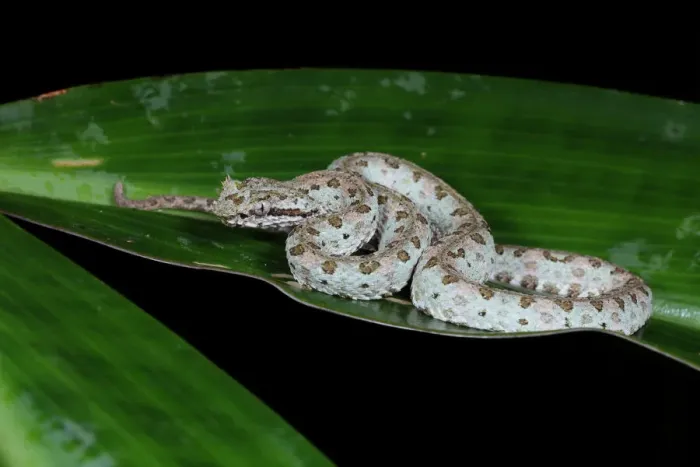 Framed Print : Eyelash Pit Viper white morph Framed Print : Eyelash Pit Viper white morph