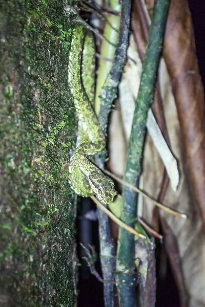 Eyelash Viper (Bothriechis schlegelii) on a tree at night, Corcovado, Costa Rica