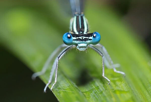 The Eyes. The common blue damselfly (common blue damselfly) resting