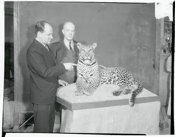 Framed Print : F. Trubee Davison and Martin Johnson Gazing at Stuffed Leopard Framed Print : F. Trubee Davison and Martin Johnson Gazing at Stuffed Leopard
