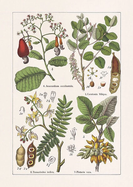 Fabaceae, Anacardiaceae, chromolithograph, published in 1895