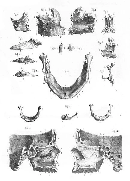Face bones anatomy engraving 1866