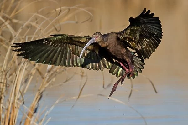 Faced ibis