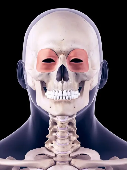 Framed Print : Facial muscles, illustration Framed Print : Facial muscles, illustration