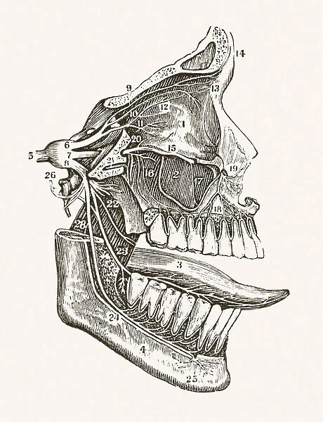 Facial Nerves 19 century medical illustration