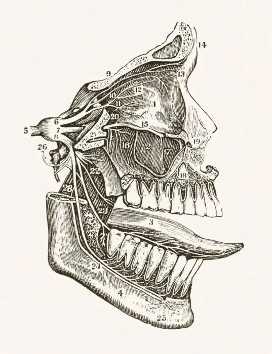 Framed Print : Facial Nerves 19 century medical illustration Framed Print : Facial Nerves 19 century medical illustration