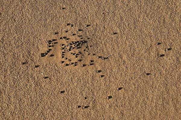 Faeces of desert animals, Sossusvlei, Namib Naukluft Park, Namibia