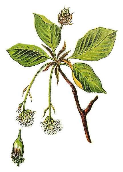 Fagus sylvatica, the European beech or common beech