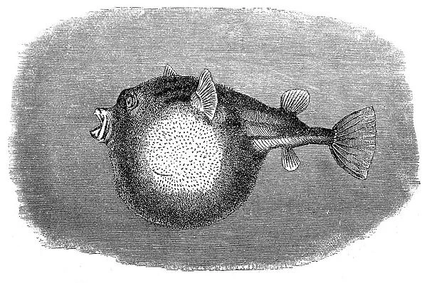 The fahaka pufferfish, Nile puffer, globe fish, lineatus puffer (Tetraodon farakah)
