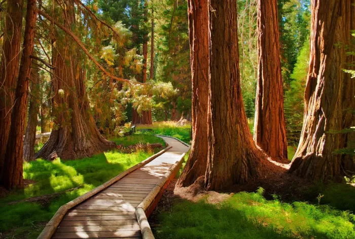 Framed Print : Fairyland. Sequoia National Park, California