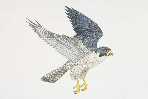 Falco peregrinus, Peregrine Falcon in flight, side view