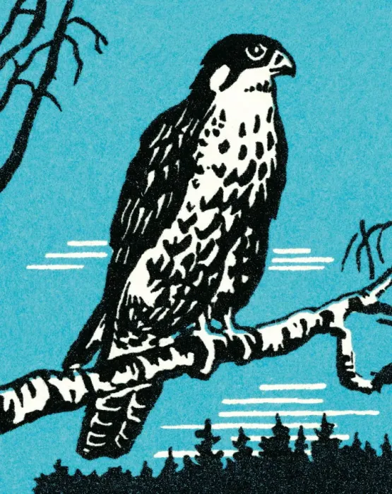 Framed Print : Falcon. http: / / csaimages.com / images / istockprofile / csa_vector_dsp.jpg Framed Print : Falcon. http: / / csaimages.com / images / istockprofile / csa_vector_dsp.jpg