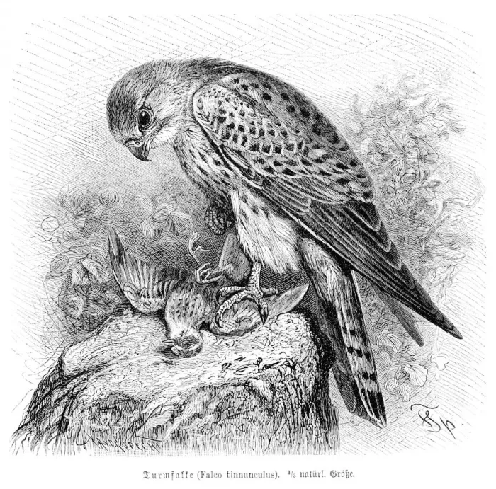 Framed Print : Falcon engraving 1892 Framed Print : Falcon engraving 1892
