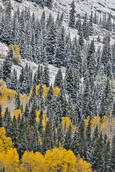 Fall colors with dusting of snow, Crested Butte, Colorado, USA