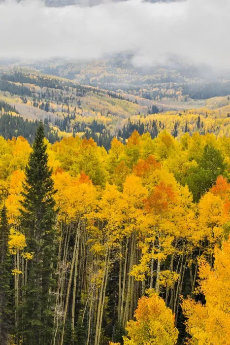 Framed Print : Fall colors with Layer of Fog, Crested Butte, Colorado, USA Framed Print : Fall colors with Layer of Fog, Crested Butte, Colorado, USA