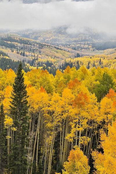 Fall colors with Layer of Fog, Crested Butte, Colorado, USA