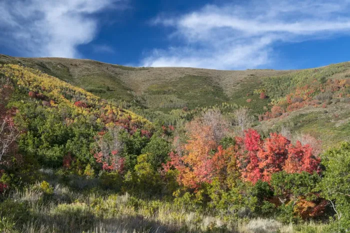 Framed Print : Fall colors in mountains, Midway, Utah, USA Framed Print : Fall colors in mountains, Midway, Utah, USA