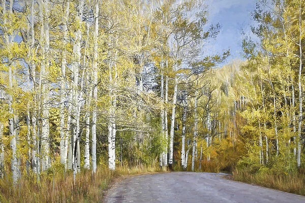 Fall colors along road in Kebler Pass, Crested Butte, Colorado, USA