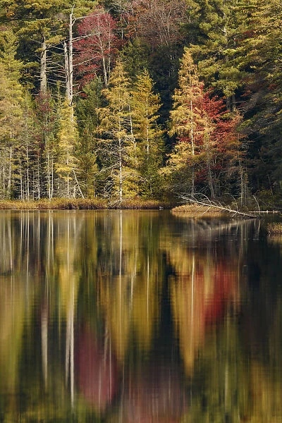 Fall colors along shoreline of Irwin Lake, Hiawatha National Forest, Upper Peninsula of Michigan, USA