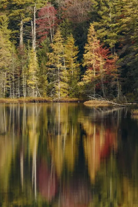 Framed Print : Fall colors along shoreline of Irwin Lake, Hiawatha National Forest, Upper Peninsula of Michigan, USA Framed Print : Fall colors along shoreline of Irwin Lake, Hiawatha National Forest, Upper Peninsula of Michigan, USA