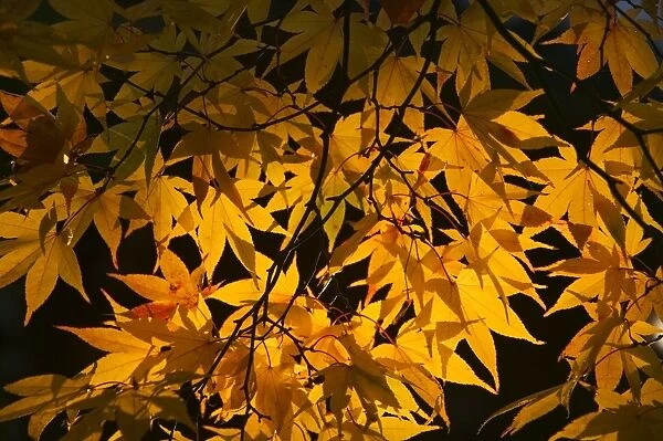 Fall colour, Japanese maple, Japan