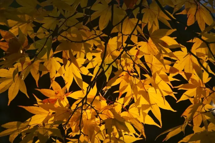 Framed Print : Fall colour, Japanese maple, Japan Framed Print : Fall colour, Japanese maple, Japan