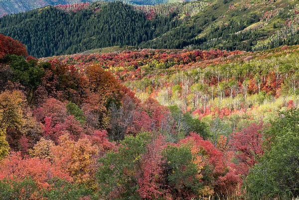 Fall foliage near Midway and Heber Valley, Utah, USA