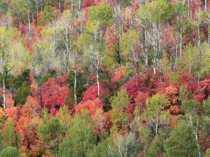 Framed Print : Fall foliage near Midway and Heber Valley, Utah, USA