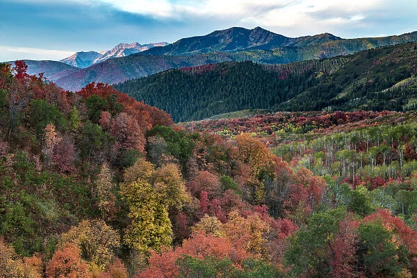 Fall foliage near Midway and Heber Valley, Utah, USA