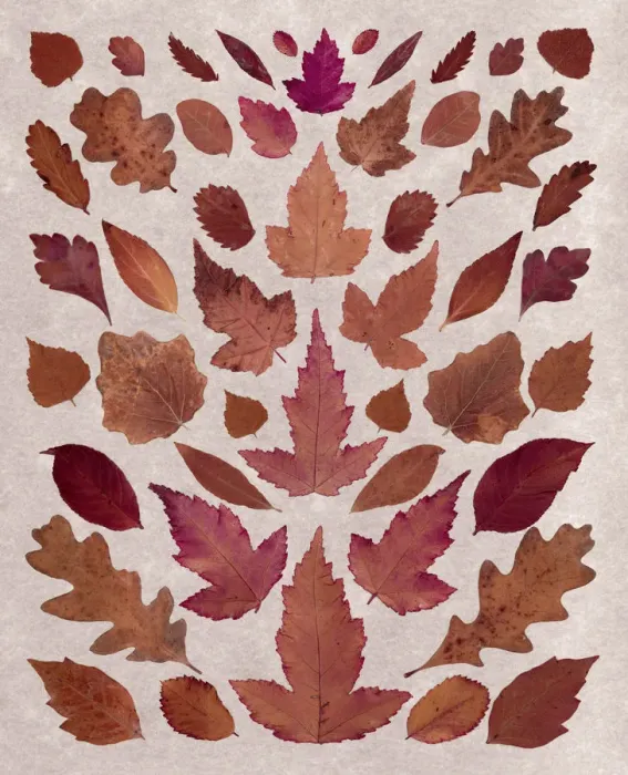 Framed Print : Fall Leaf Arrangement Framed Print : Fall Leaf Arrangement