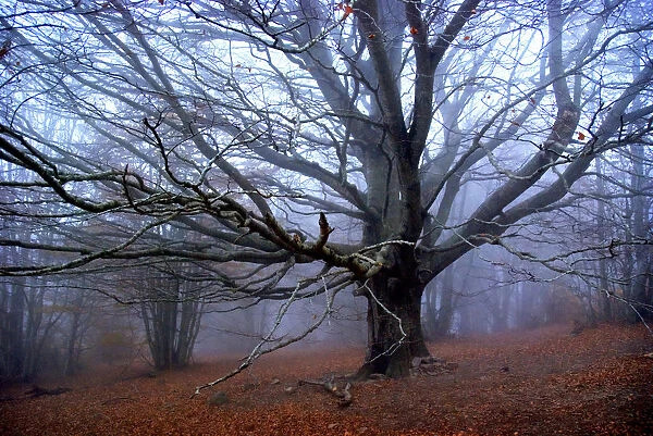 Fall. Tree without leaves in the mountains w  /  fog