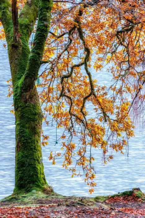 Framed Print : Fall Trees Along Loch Oich near Invergarry Scotland Framed Print : Fall Trees Along Loch Oich near Invergarry Scotland