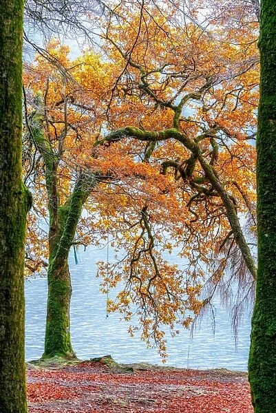 Fall Trees Along Loch Oich near Invergarry Scotland