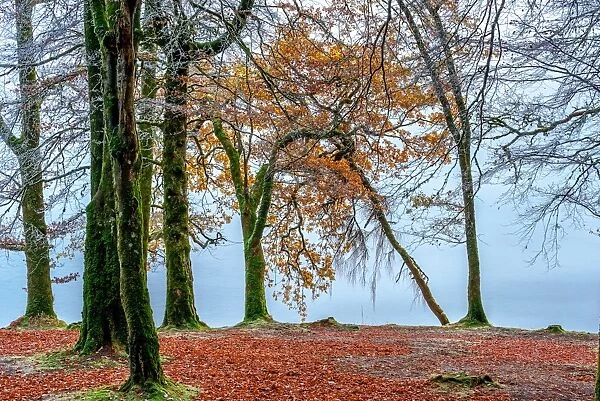 Fall Trees Along Loch Oich near Invergarry Scotland