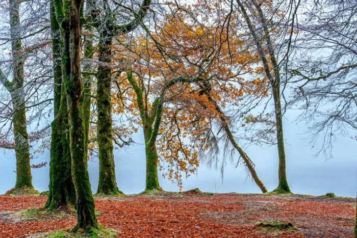 Framed Print : Fall Trees Along Loch Oich near Invergarry Scotland Framed Print : Fall Trees Along Loch Oich near Invergarry Scotland