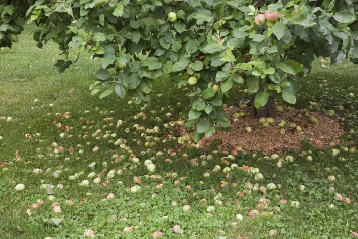 Framed Print : Fallen apples under an apple tree -Malus domestica- in summer, Laval, Quebec Province, Canada
