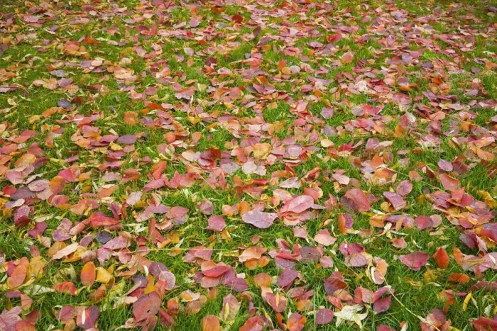 Framed Print : Fallen autumn leaves on a green grass lawn, Montreal, Quebec, Canada Framed Print : Fallen autumn leaves on a green grass lawn, Montreal, Quebec, Canada