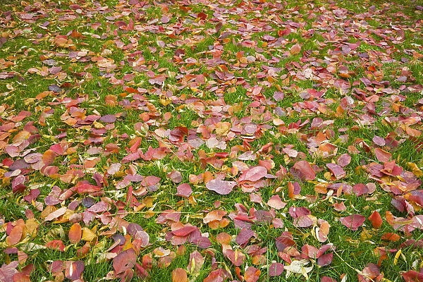 Fallen autumn leaves on a green grass lawn, Montreal, Quebec, Canada
