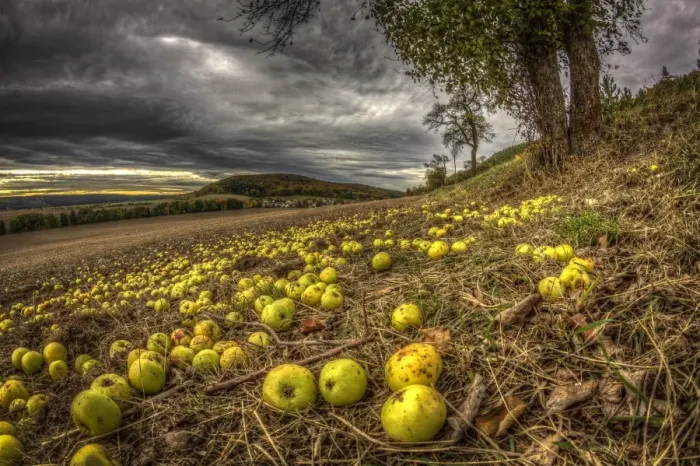 Framed Print : Fallen fruit in autumn, apples, Thuringia, Germany Framed Print : Fallen fruit in autumn, apples, Thuringia, Germany