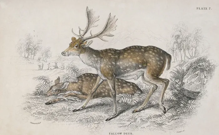Framed Print : Fallow Deer Framed Print : Fallow Deer