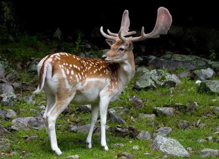 Framed Print : Fallow Deer Framed Print : Fallow Deer