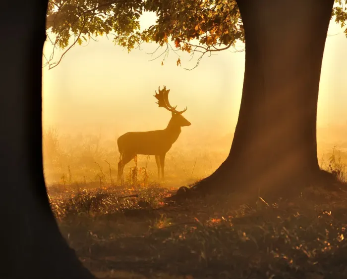 Framed Print : Fallow Deer Framed Print : Fallow Deer