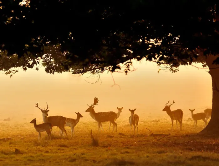 Framed Print : Fallow Deer Framed Print : Fallow Deer