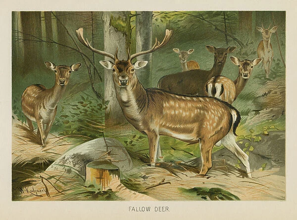 Fallow Deer chromolithograph 1896