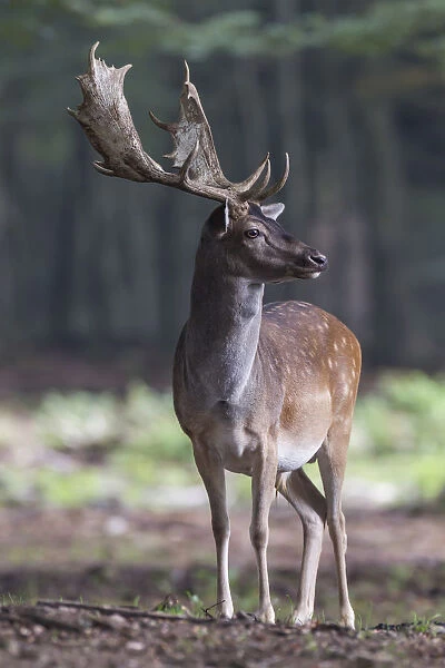 Fallow Deer -Dama dama-, buck, captive, Vulkaneifel, Eifel, Rhineland-Palatinate, Germany