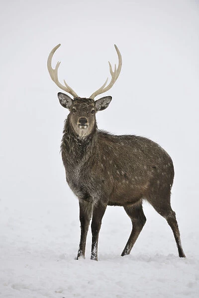 Fallow Deer -Dama dama-, captive, Upper Austria, Austria Europe