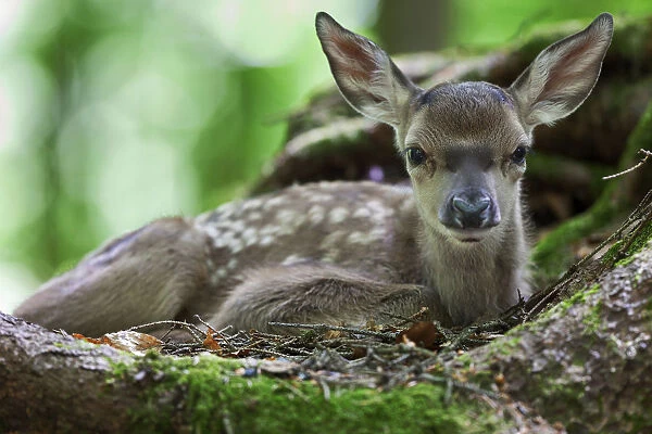 Fallow deer -Dama dama-, fawn, Neuschoenau outdoor animal enclosure, Bavarian Forest, Bavaria, Germany, Europe, PublicGround